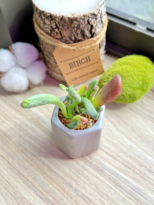 Crassula in glazed clay pot