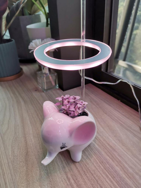 Succulent Plant Growlight