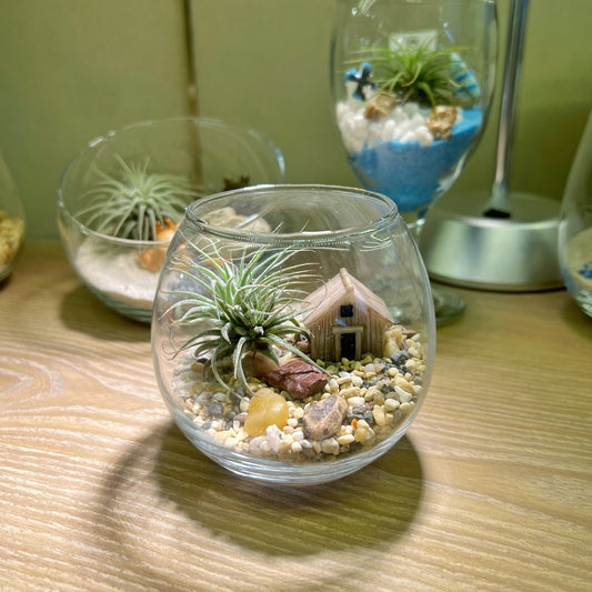 Air Plant in Round Glass