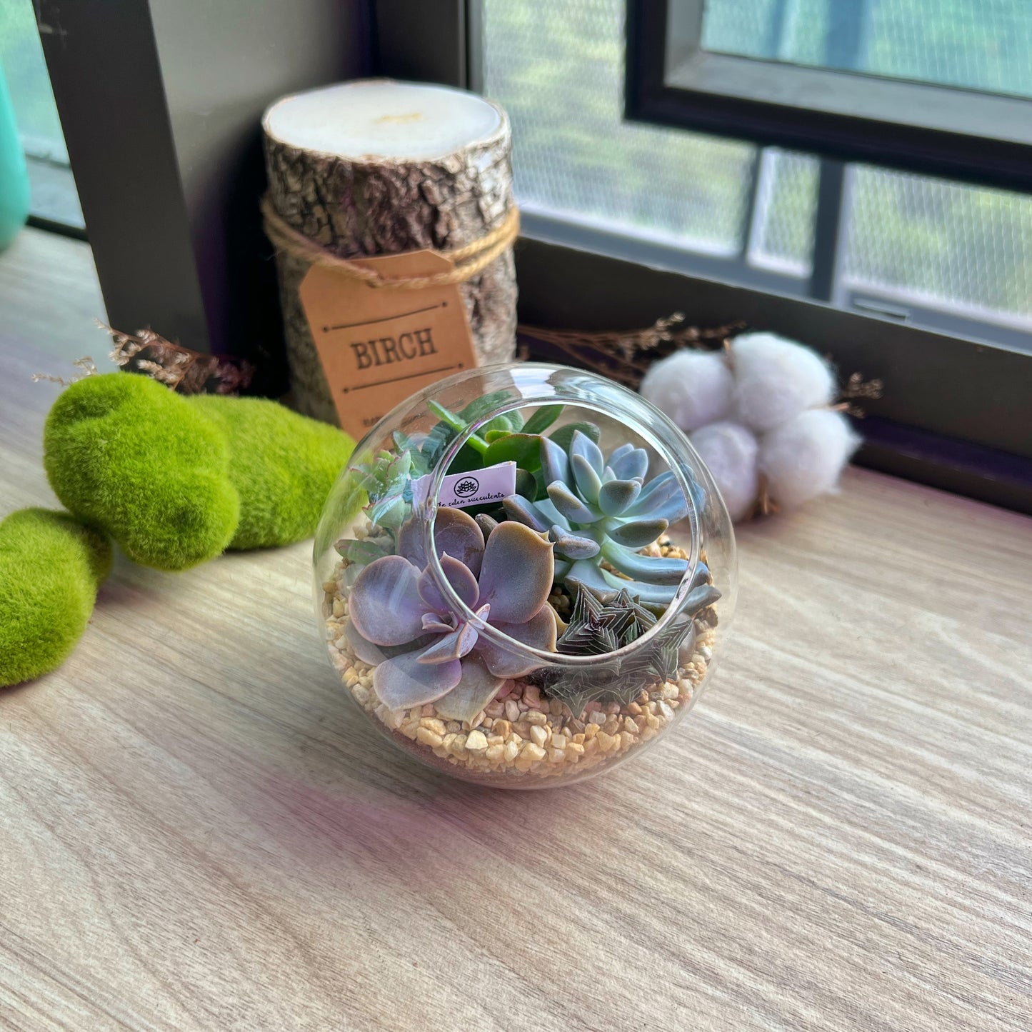 Round Glass Succulent Terrarium (M)