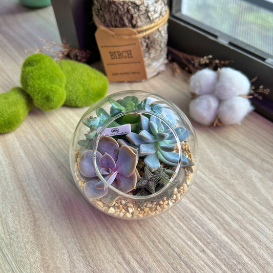 Round Glass Succulent Terrarium (M)