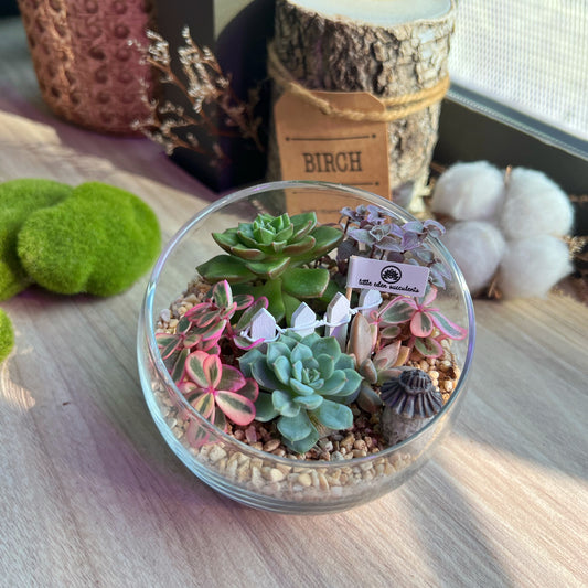 Slanted Glass Succulent Terrarium (M) DIY Kit