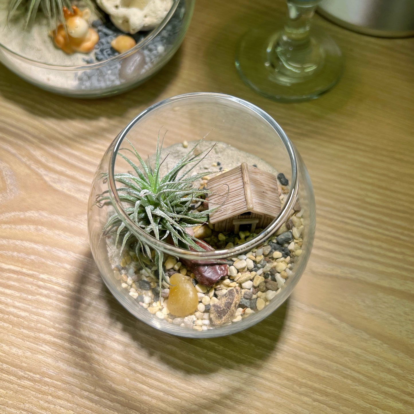 Air Plant in Round Glass