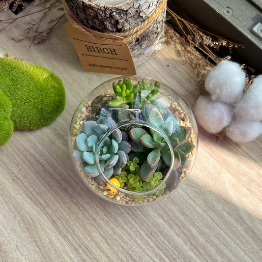 Round Glass Succulent Terrarium (M)