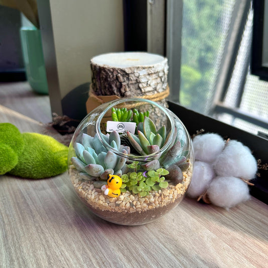 Round Glass Succulent Terrarium (M)