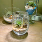 Air Plant in Tall Glass (S)