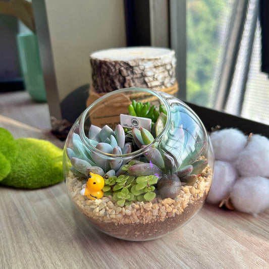 Round Glass Succulent Terrarium (M) DIY Kit