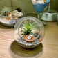 Air Plant in Round Glass (S)