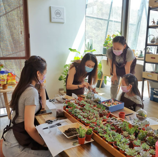 Private Terrarium Workshop (Couple Activities)