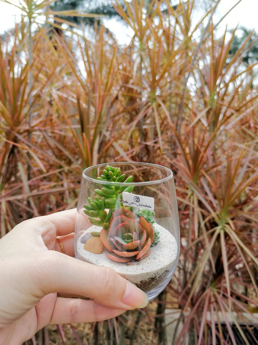 Tall Glass Succulent Terrarium (S)